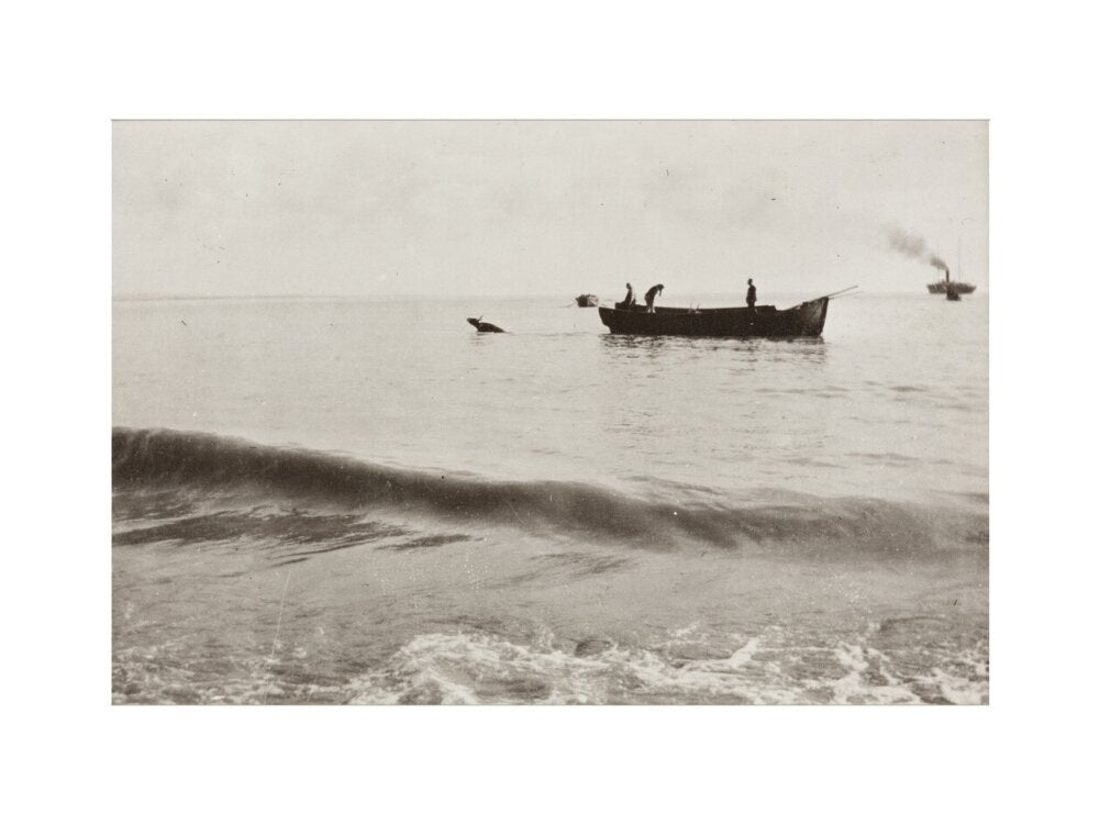 The Method of Landing Bullocks which are taken from the ship in a boat and pushed overboard. When some way from the shore, they usually swim to the land, but not always. art print medium none Art Print - Science Museum Shop