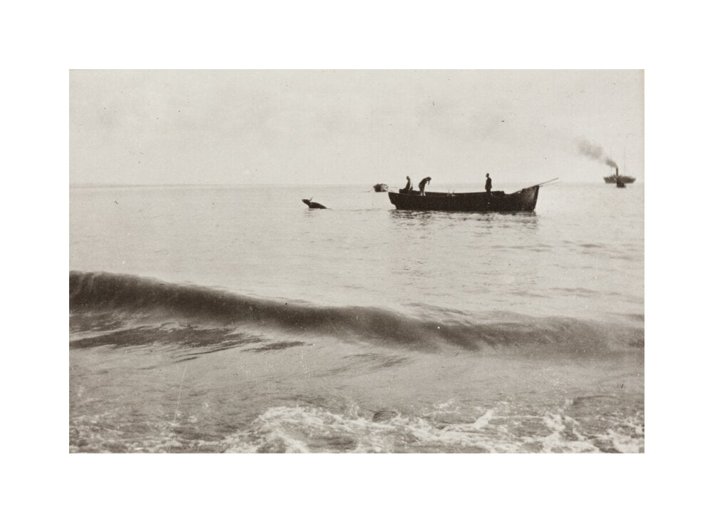 The Method of Landing Bullocks which are taken from the ship in a boat and pushed overboard. When some way from the shore, they usually swim to the land, but not always. unstretched canvas medium none Art Print - Science Museum Shop