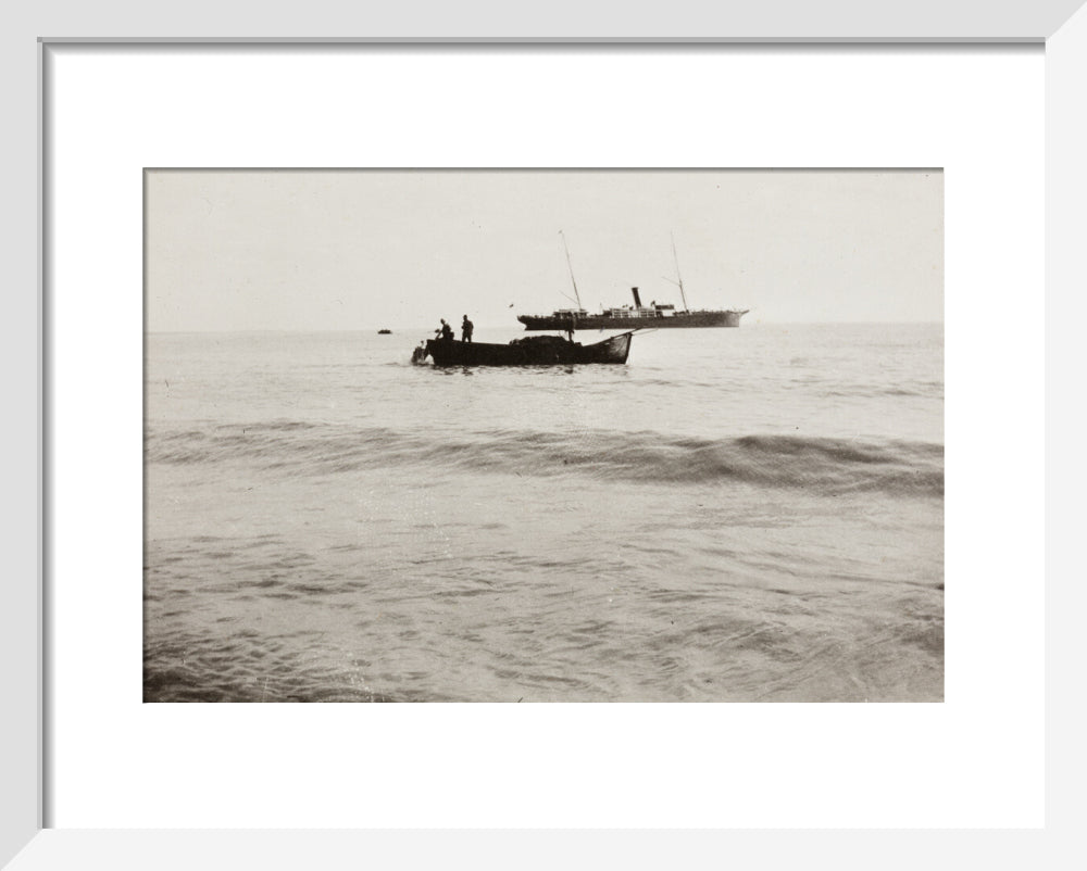 The Method of Landing Bullocks which are taken from the ship in a boat and pushed overboard. When some way from the shore, they usually swim to the land, but not always. art print extra small white Art Print - Science Museum Shop