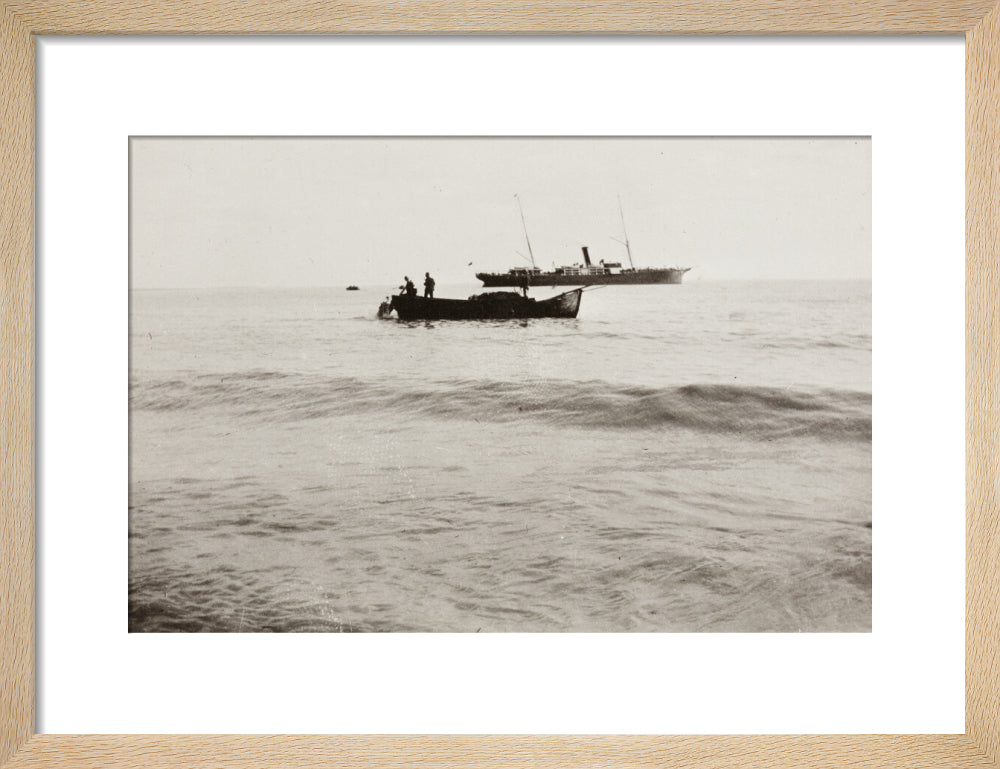 The Method of Landing Bullocks which are taken from the ship in a boat and pushed overboard. When some way from the shore, they usually swim to the land, but not always. art print small natural Art Print - Science Museum Shop