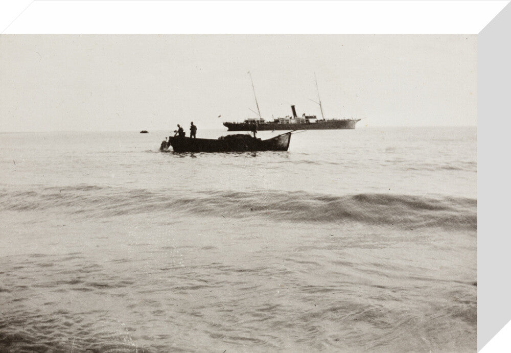 The Method of Landing Bullocks which are taken from the ship in a boat and pushed overboard. When some way from the shore, they usually swim to the land, but not always. stretched canvas small none Art Print - Science Museum Shop