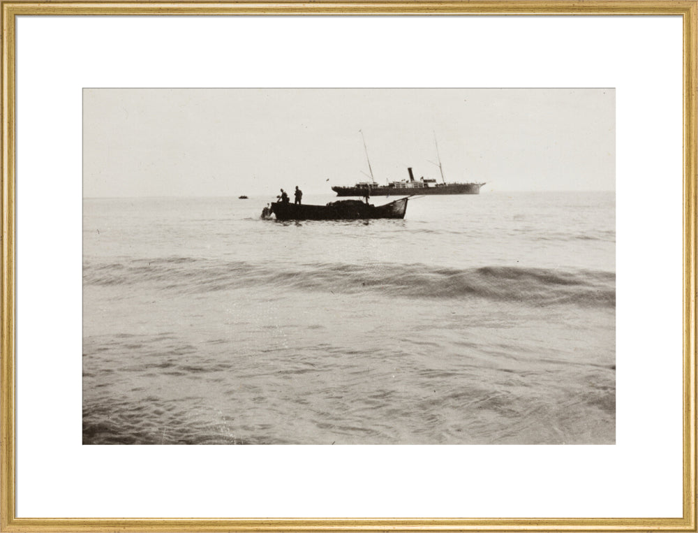 The Method of Landing Bullocks which are taken from the ship in a boat and pushed overboard. When some way from the shore, they usually swim to the land, but not always. art print extra large gold Art Print - Science Museum Shop