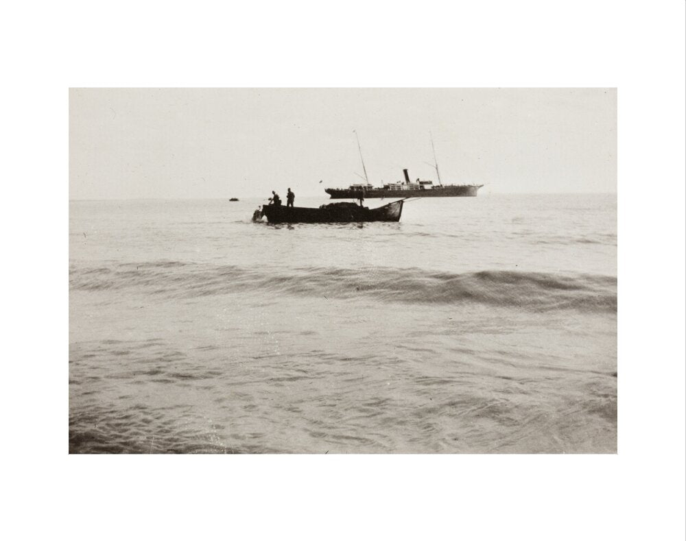 The Method of Landing Bullocks which are taken from the ship in a boat and pushed overboard. When some way from the shore, they usually swim to the land, but not always. art print extra small none Art Print - Science Museum Shop