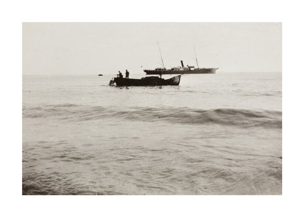 The Method of Landing Bullocks which are taken from the ship in a boat and pushed overboard. When some way from the shore, they usually swim to the land, but not always. unstretched canvas large none Art Print - Science Museum Shop