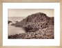 'The Honeycomb, Giant's Causeway', Northern Ireland, c 1850-1900. art print small natural Art Print - Science Museum Shop