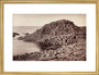 'The Honeycomb, Giant's Causeway', Northern Ireland, c 1850-1900. art print medium gold Art Print - Science Museum Shop