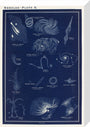 Nebulae: A Handbook and Atlas of Astronomy stretched canvas medium none Art Print - Science Museum Shop