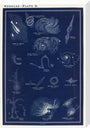 Nebulae: A Handbook and Atlas of Astronomy stretched canvas large none Art Print - Science Museum Shop