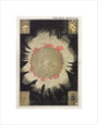 The Sun: A Handbook and Atlas of Astronomy unstretched canvas small none Art Print - Science Museum Shop