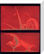 Solar prominences, Plate 9, 1872. stretched canvas small none Art Print - Science Museum Shop