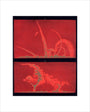Solar prominences, Plate 9, 1872. art print extra small none Art Print - Science Museum Shop
