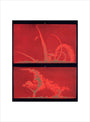 Solar prominences, Plate 9, 1872. art print medium none Art Print - Science Museum Shop