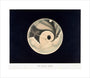 The planet Mars; observed 3 September 1877, by Trouvelot. unstretched canvas medium none Art Print - Science Museum Shop