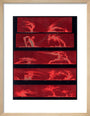 Solar prominences, Plate 8, 1872. art print extra small natural Art Print - Science Museum Shop