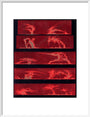Solar prominences, Plate 8, 1872. art print medium white Art Print - Science Museum Shop