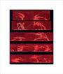 Solar prominences, Plate 8, 1872. unstretched canvas small none Art Print - Science Museum Shop