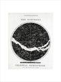 Constellations of the Northern Celestial Hemisphere, c 1850. art print medium none Art Print - Science Museum Shop