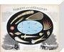 Comets and Aerolites (Meteors), c 1851. stretched canvas small none Art Print - Science Museum Shop