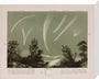 Comets, c 1850. stretched canvas medium none Art Print - Science Museum Shop