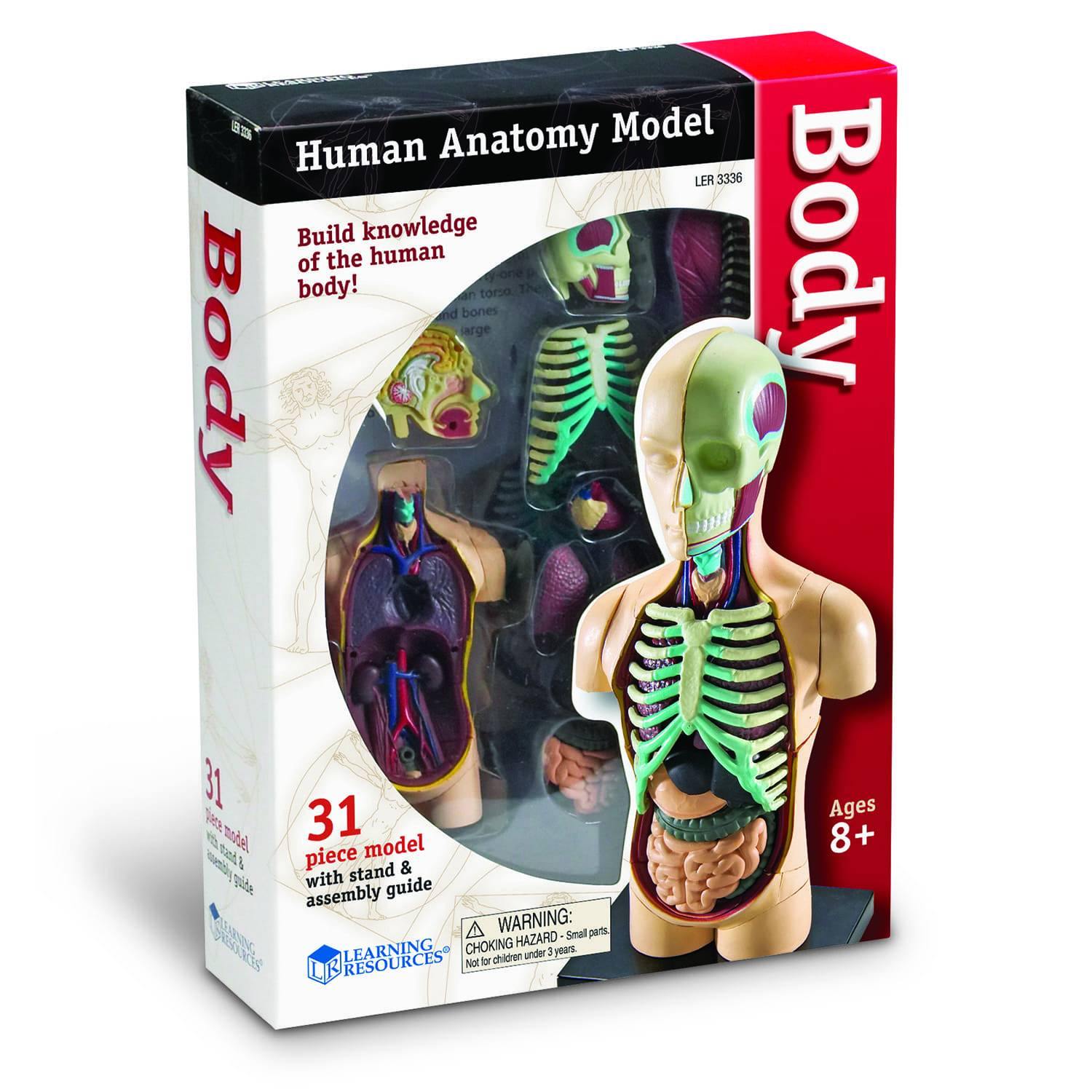 Kids Human Body Model Kit 6