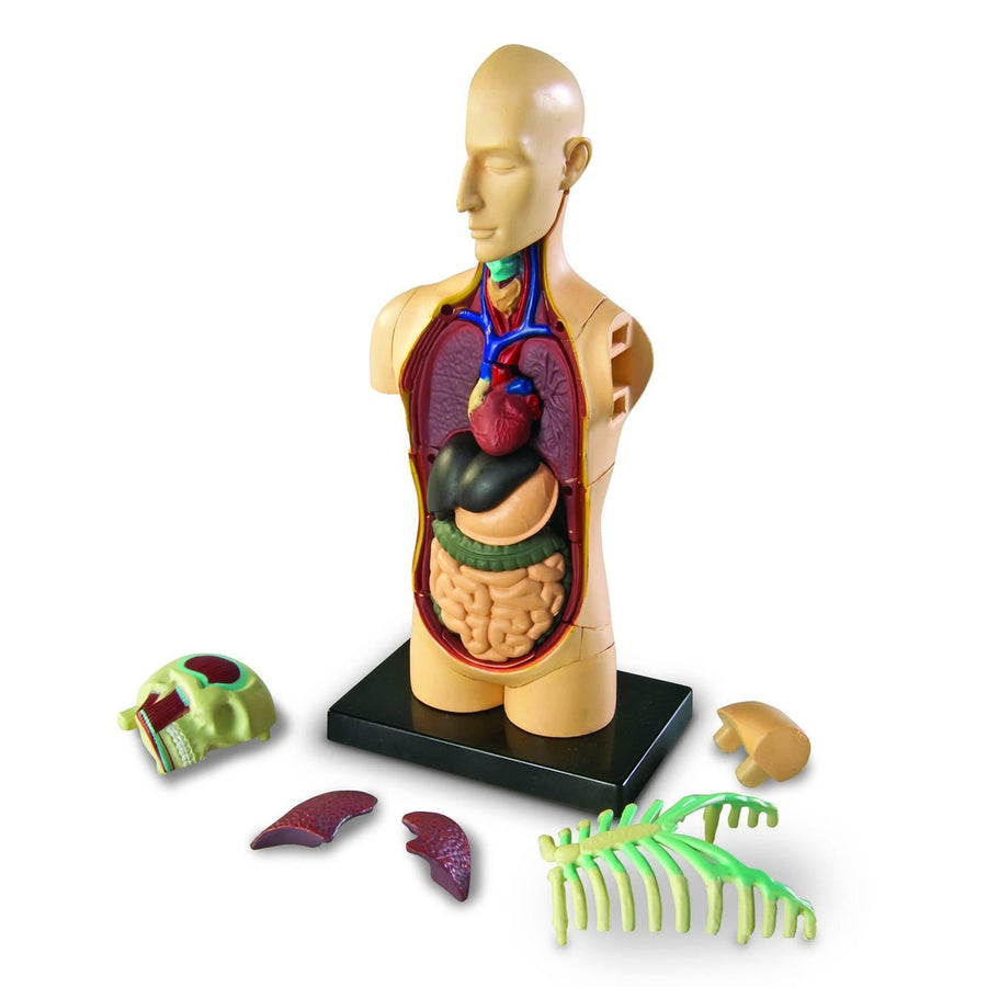 Kids Human Body Model Kit 2